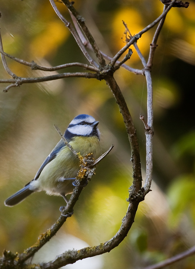 Blaumeise - Bluetit