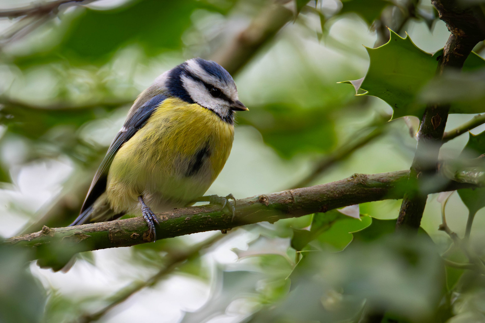 Blaumeise / Bluetit