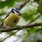 Blaumeise / Bluetit