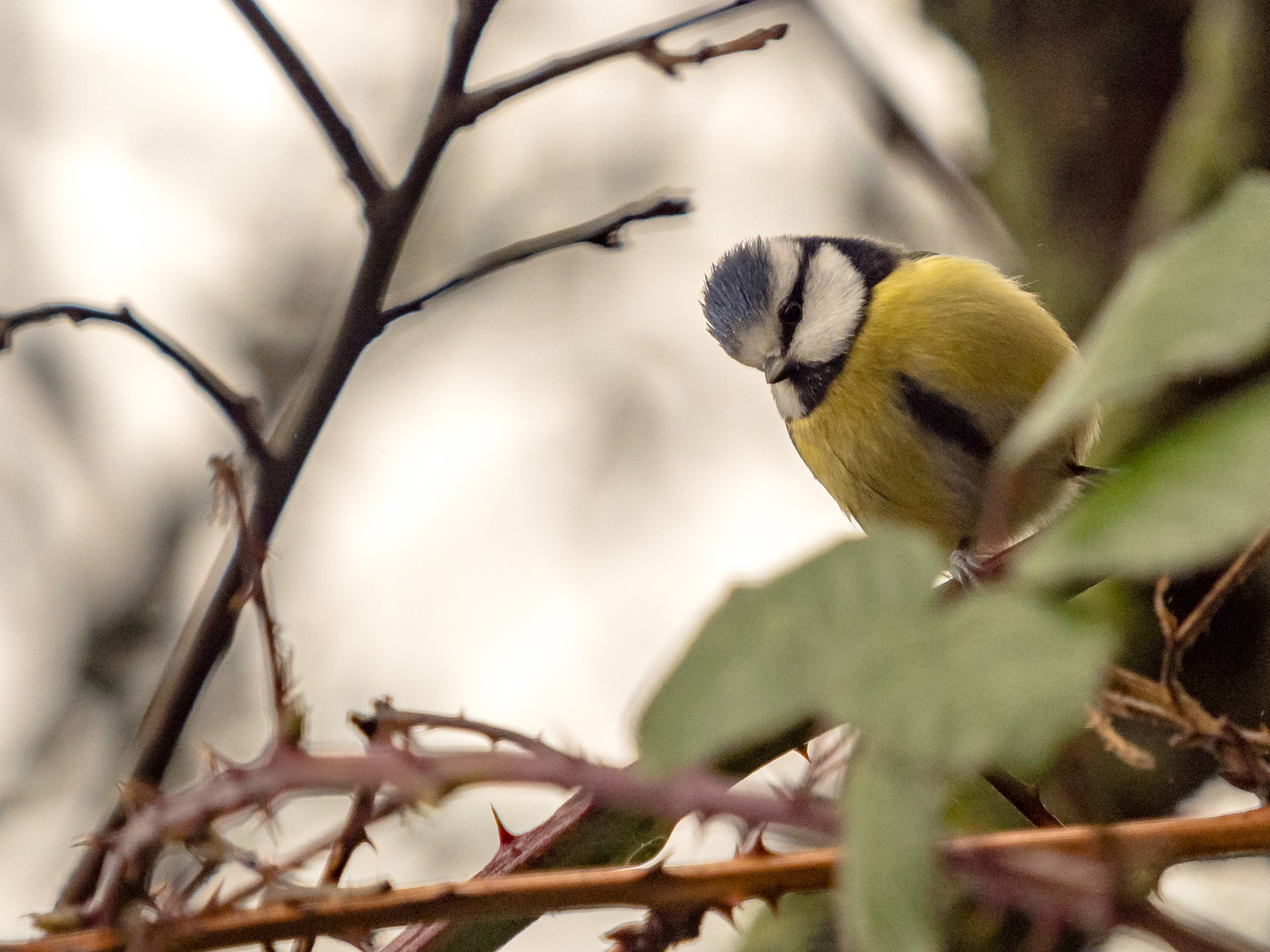 Blaumeise (bluetit)