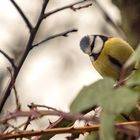 Blaumeise (bluetit)