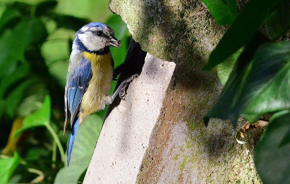 Blaumeise bringt Futter