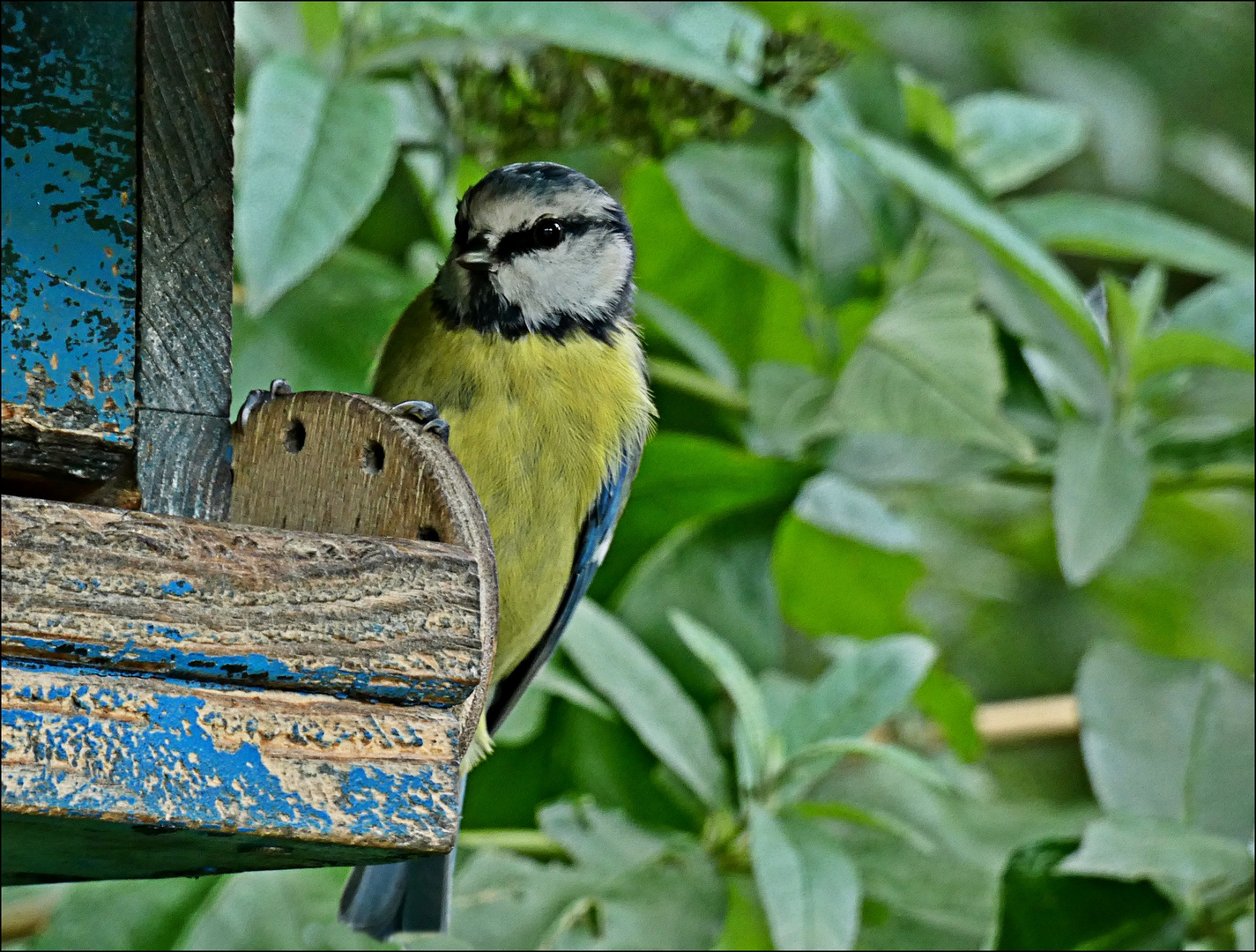 Willkommen, liebe Vogelbeobachter! Sind Sie bereit für die faszinierende Welt der Blaumeisen-Bilder?