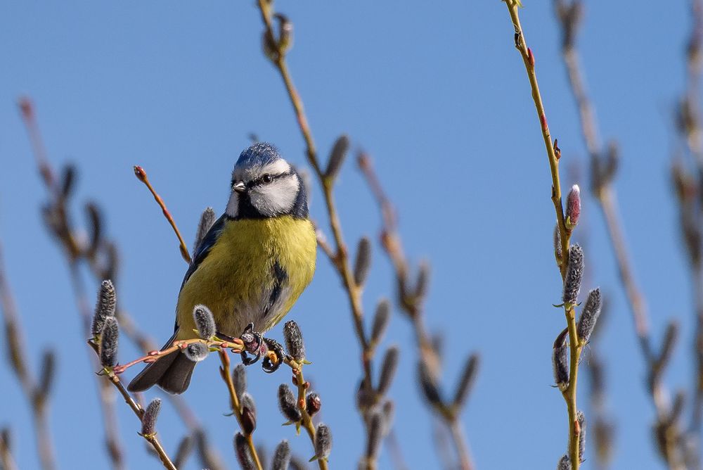 Blaumeise