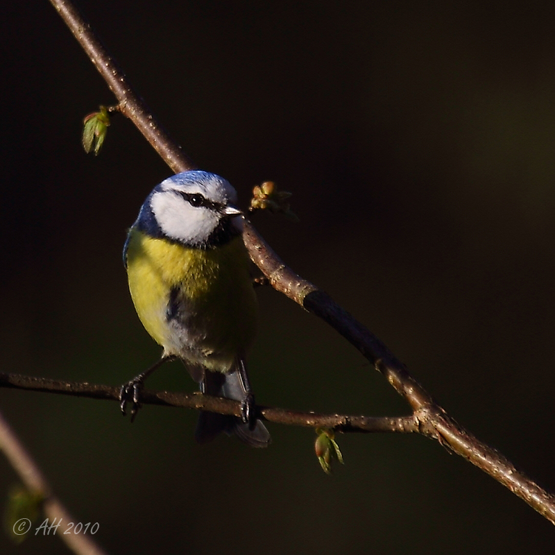 Blaumeise