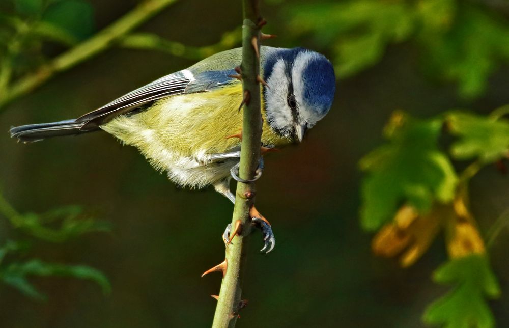 "BLAUMEISE"