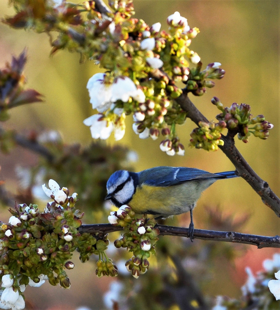 Blaumeise ( Canistes cearuleus )