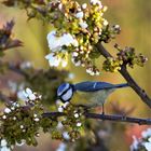 Blaumeise ( Canistes cearuleus )