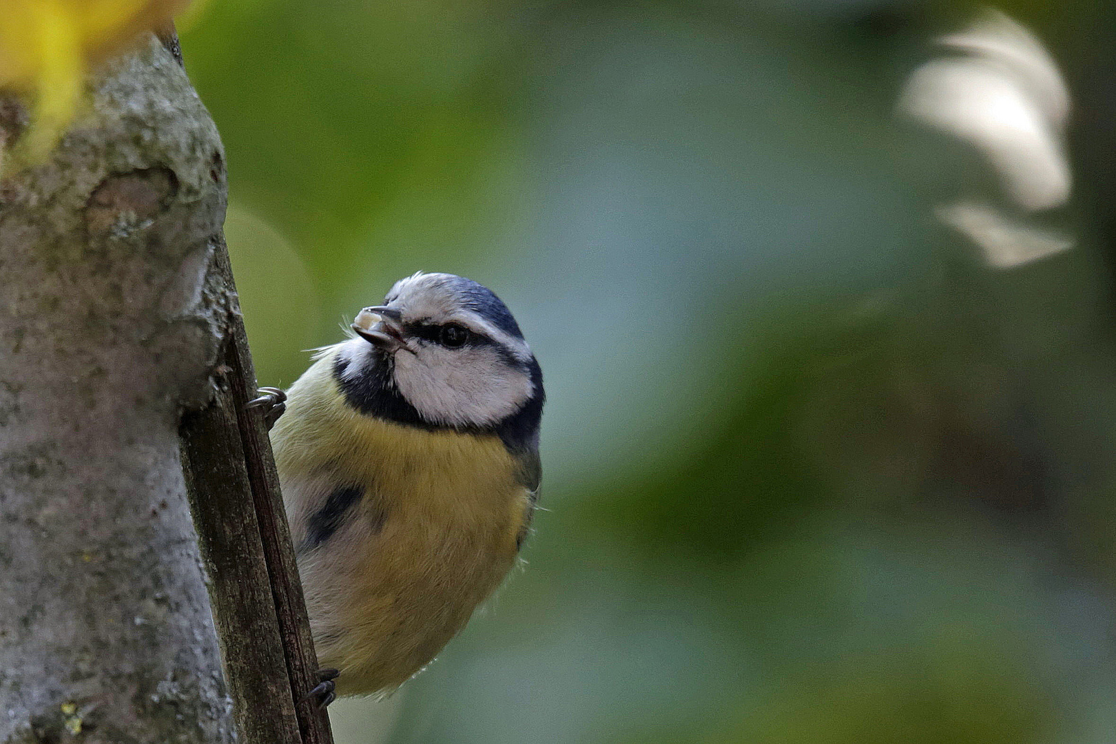 .....Blaumeise..............