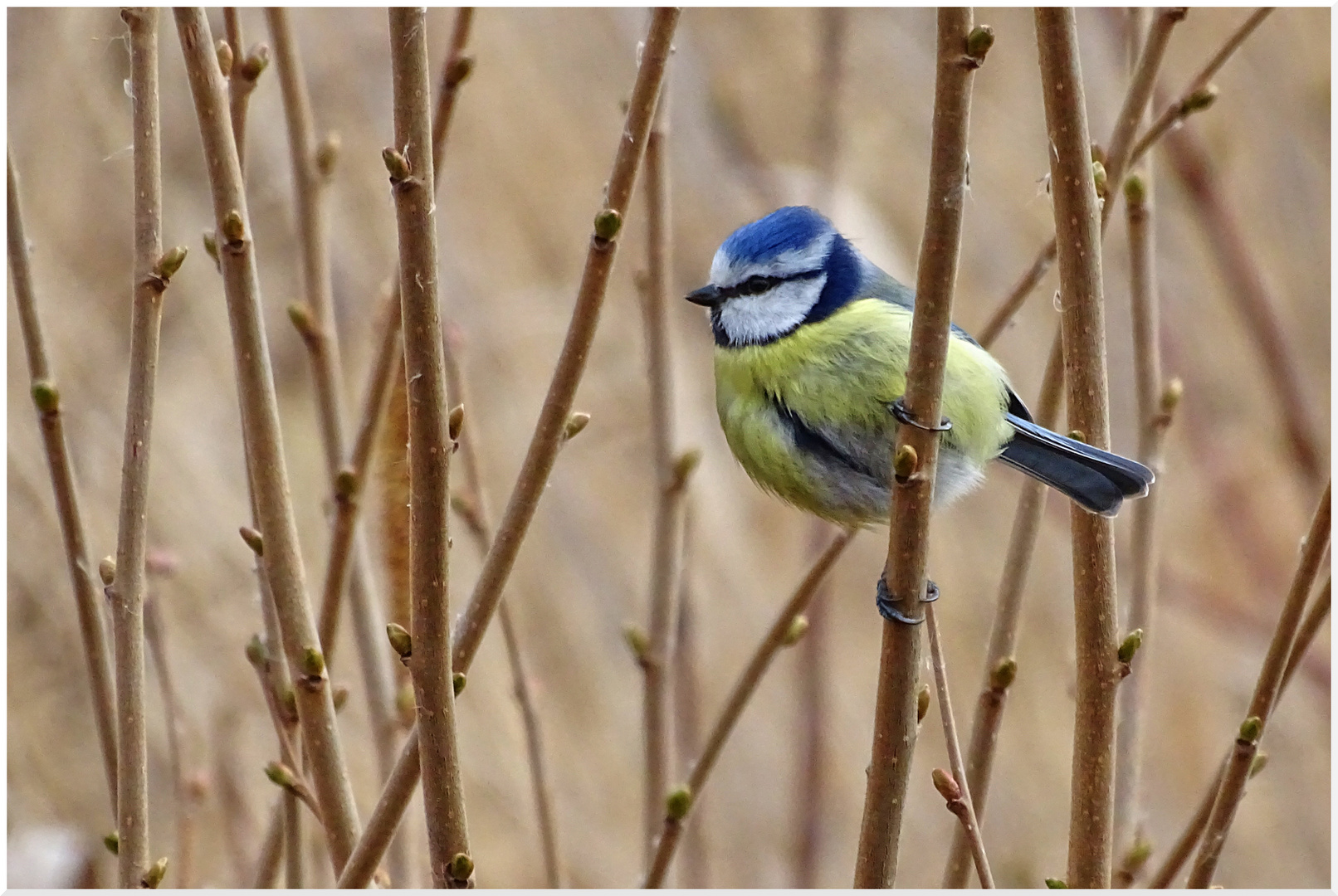 Blaumeise