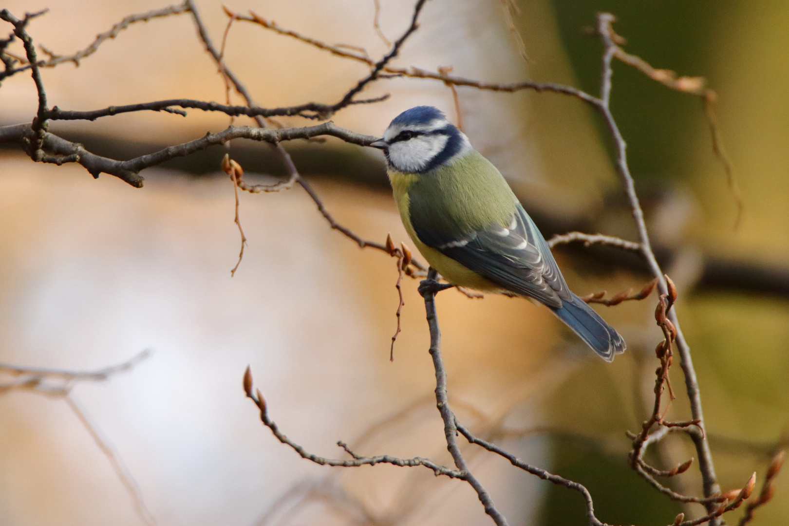 Blaumeise