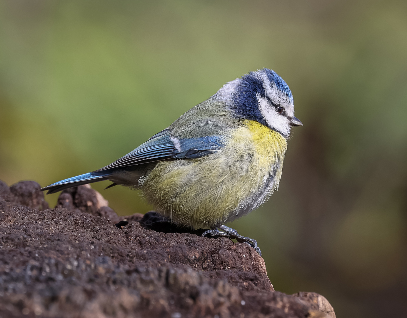   Blaumeise (Cyanistes caerules)