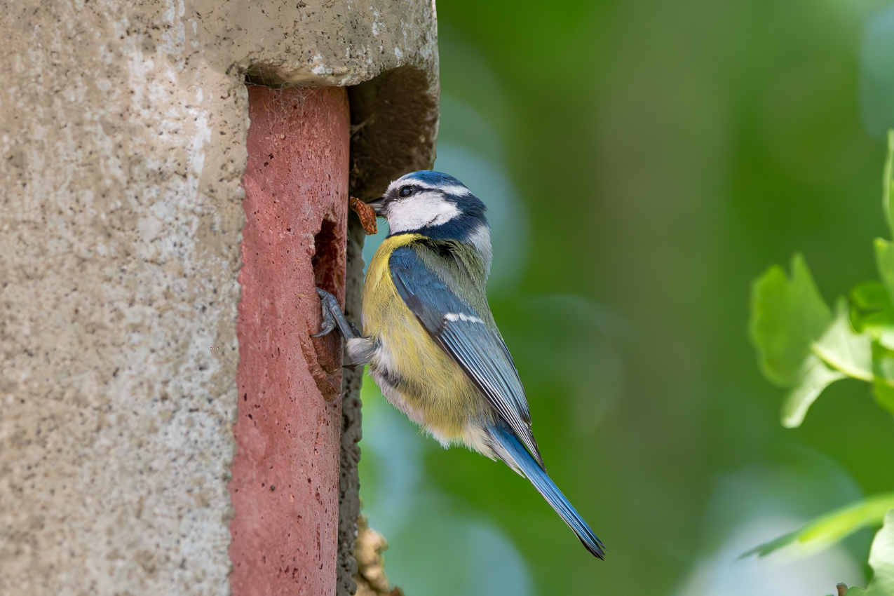 Blaumeise (Cyanistes caeruleus)