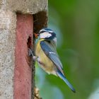 Blaumeise (Cyanistes caeruleus)