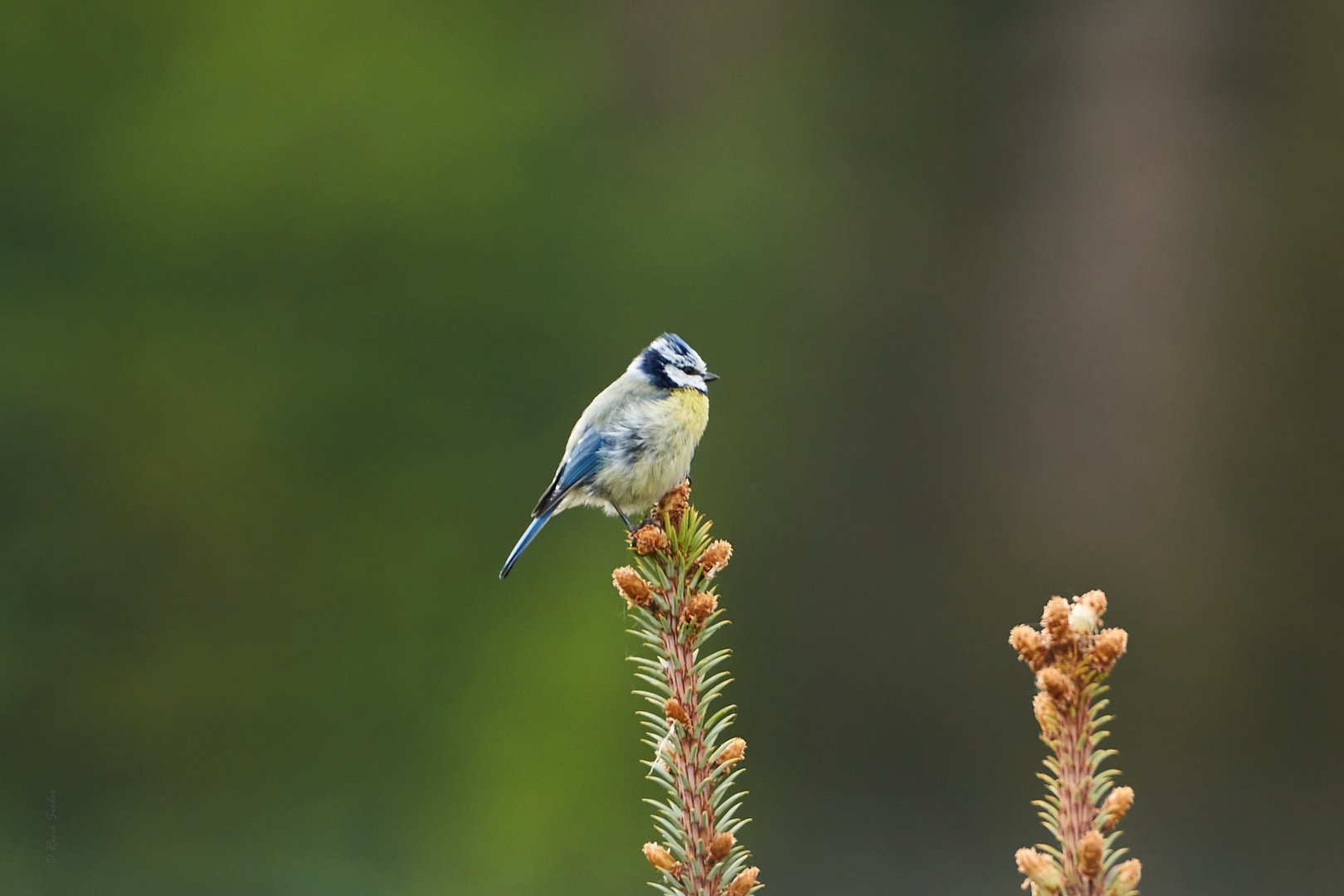 Blaumeise (Cyanistes caeruleus)