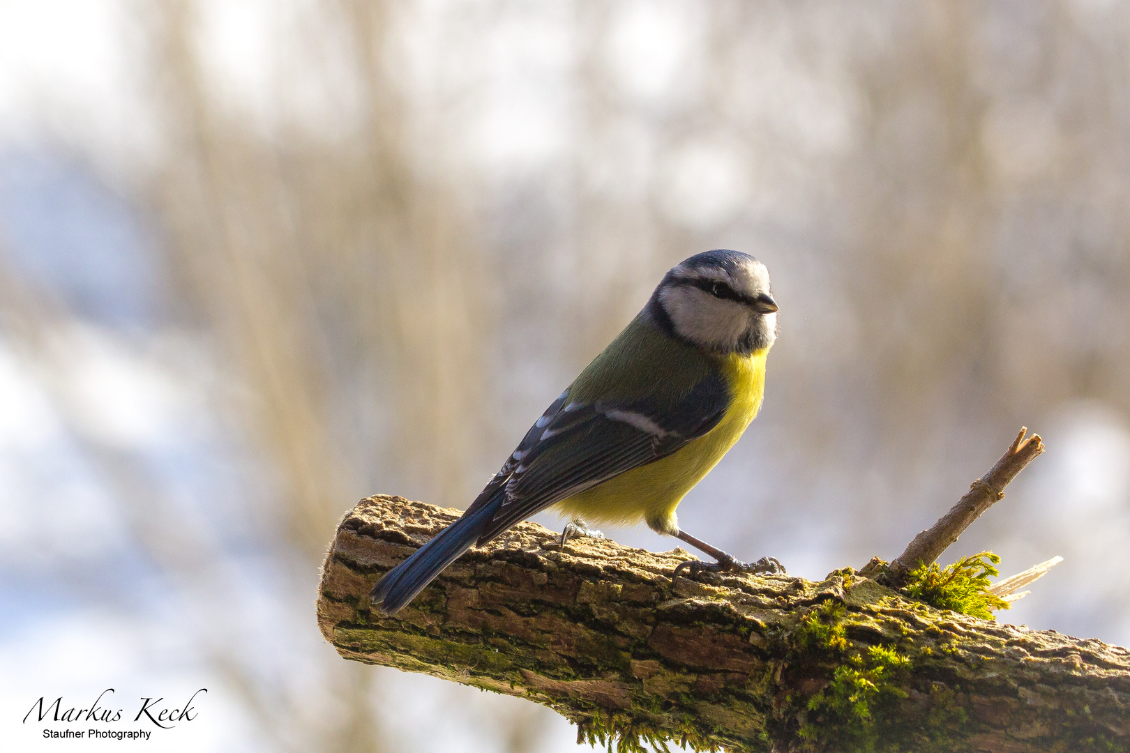 Blaumeise - Cyanistes caeruleus