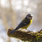 Blaumeise - Cyanistes caeruleus