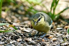 Blaumeise (Cyanistes caeruleus)