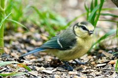 Blaumeise (Cyanistes caeruleus)