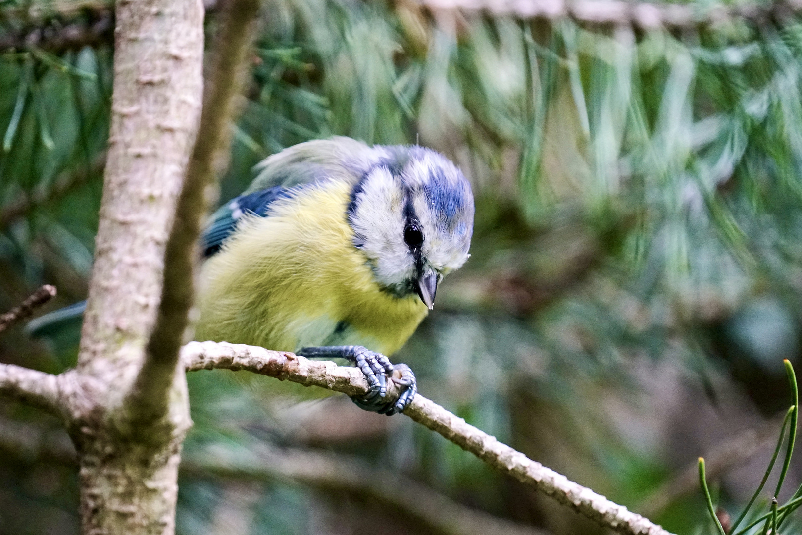 Blaumeise (Cyanistes caeruleus)