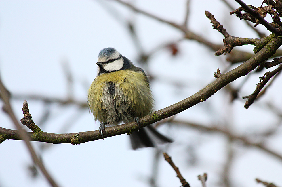 - Blaumeise (Cyanistes caeruleus) -