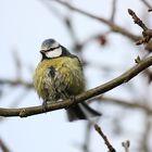 - Blaumeise (Cyanistes caeruleus) -