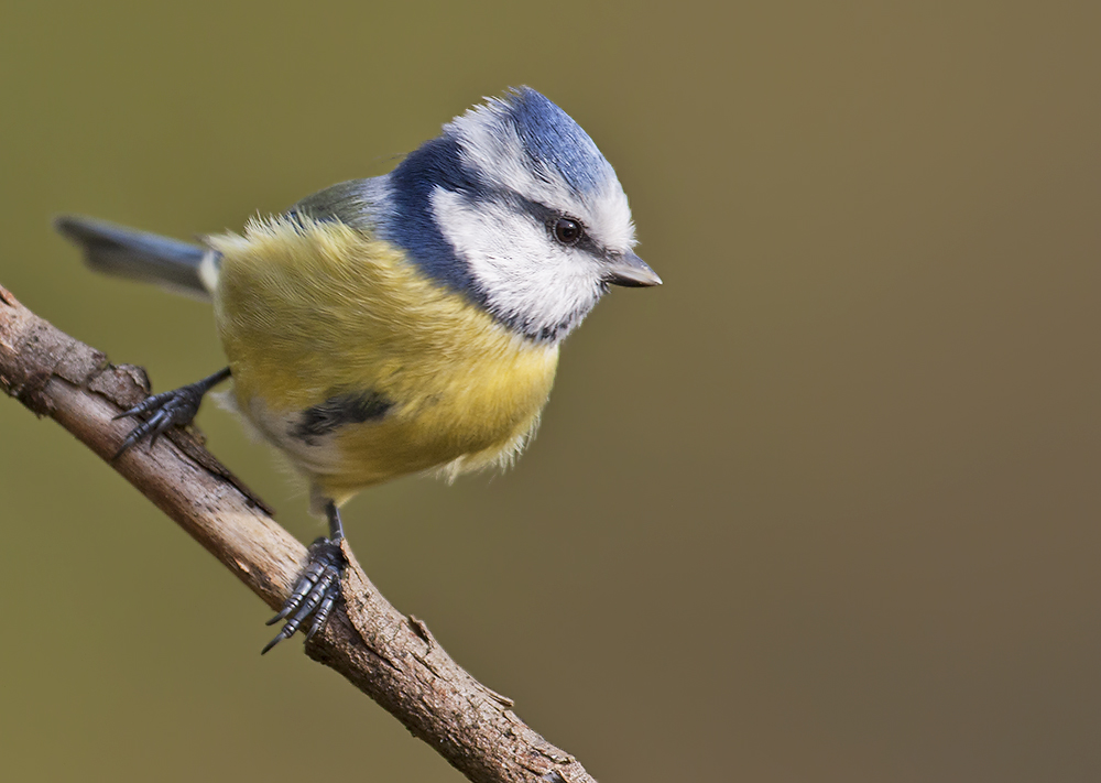 Blaumeise - Cyanistes caeruleus