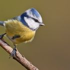 Blaumeise - Cyanistes caeruleus