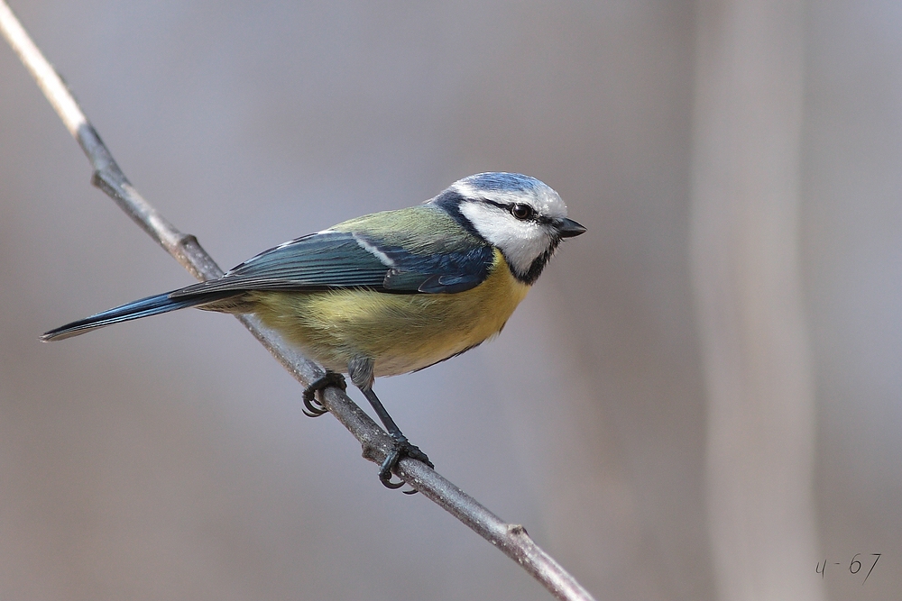 Blaumeise (Cyanistes caeruleus)