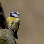 Blaumeise - Cyanistes caeruleus