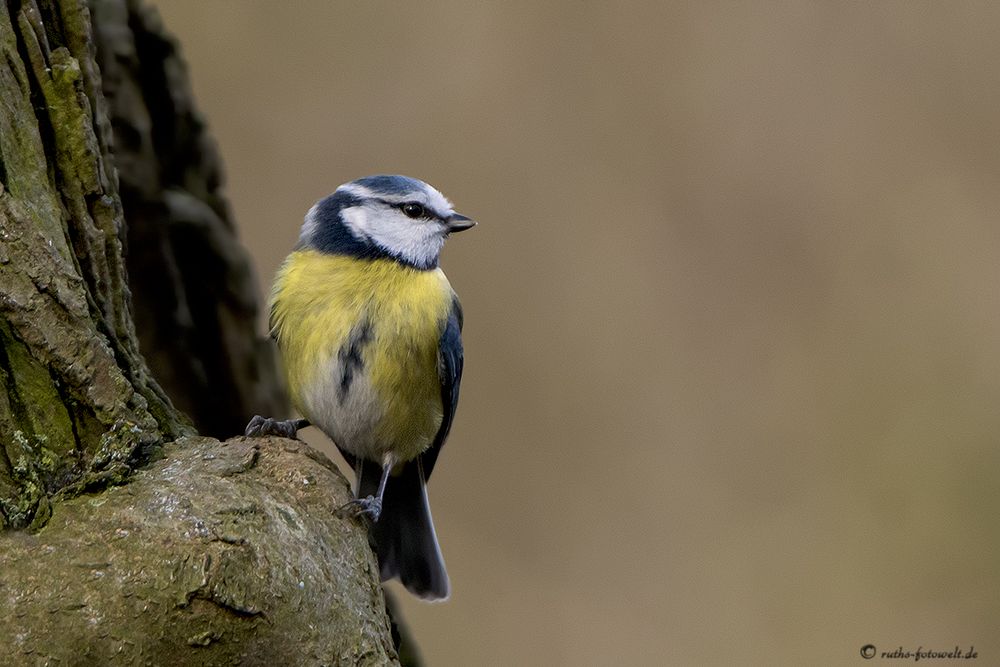 Blaumeise - Cyanistes caeruleus