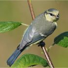 Blaumeise (Cyanistes caeruleus)