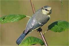 Blaumeise (Cyanistes caeruleus)