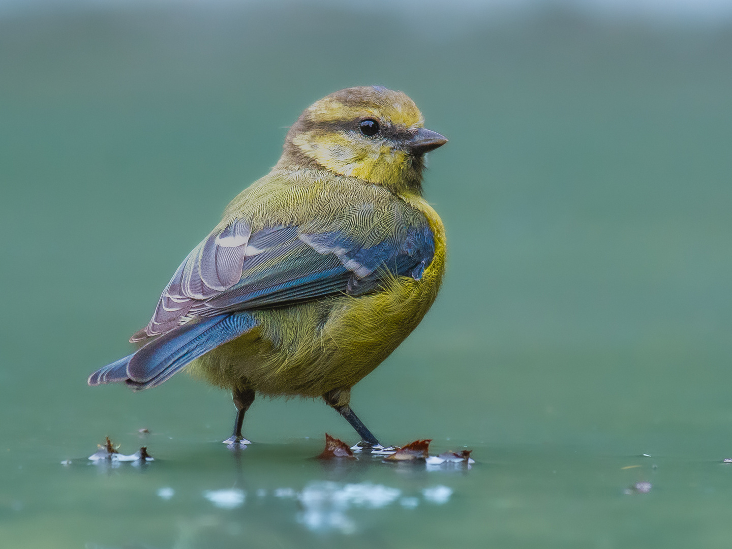 Blaumeise (Cyanistes caeruleus)