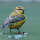 Blaumeise (Cyanistes caeruleus)