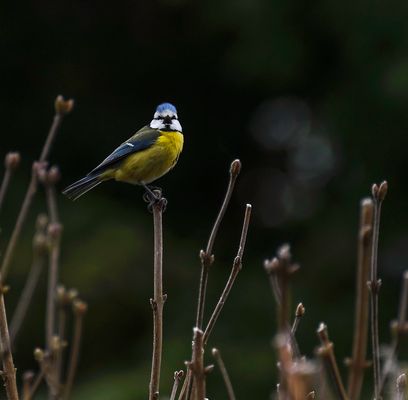 Blaumeise (Cyanistes caeruleus)