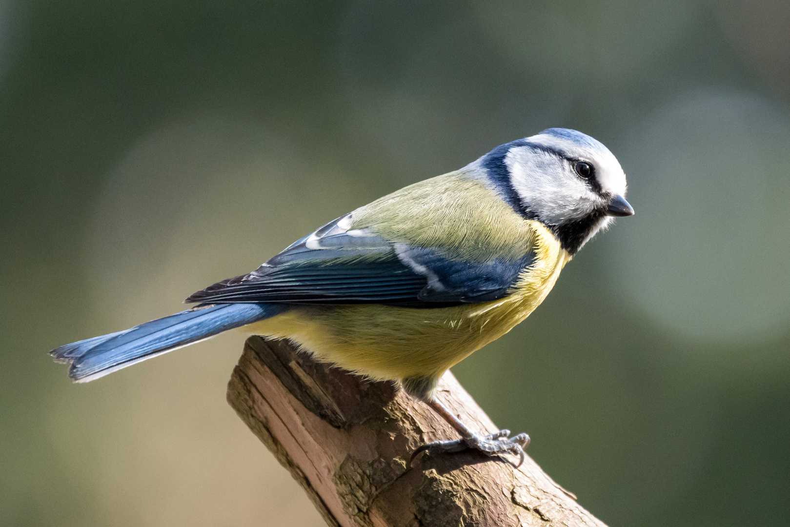 Blaumeise (Cyanistes caeruleus)