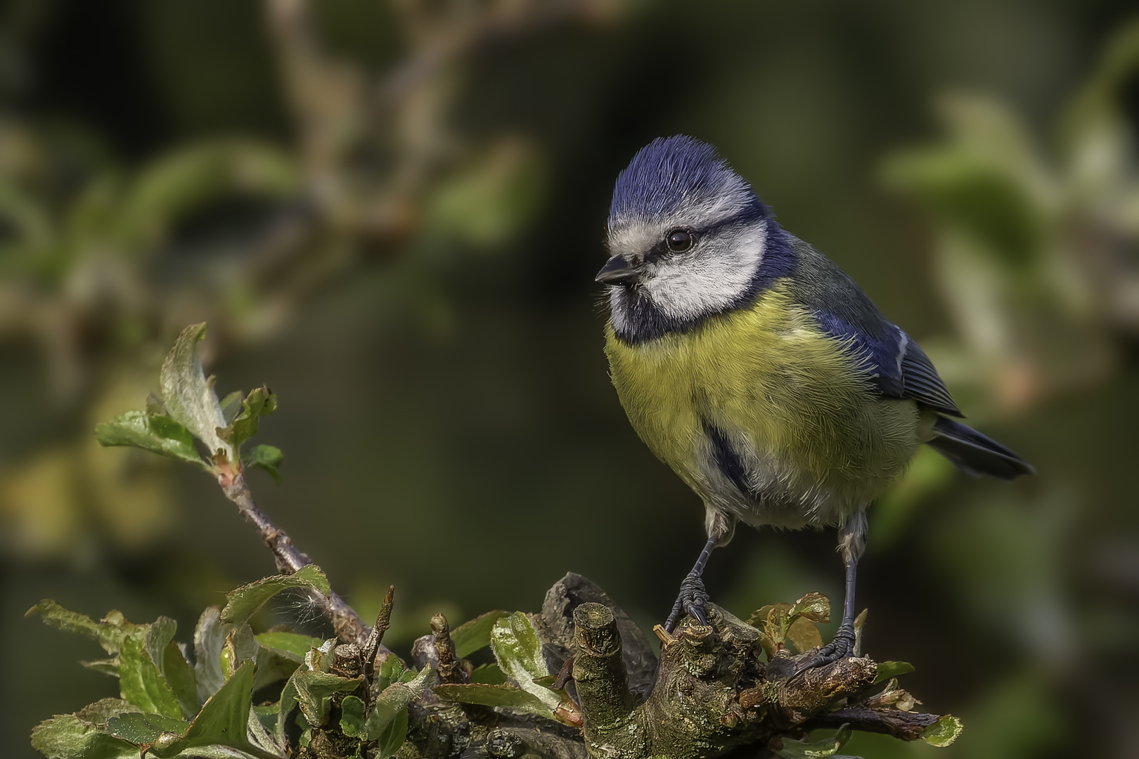 Blaumeise (Cyanistes caeruleus)