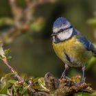 Blaumeise (Cyanistes caeruleus)