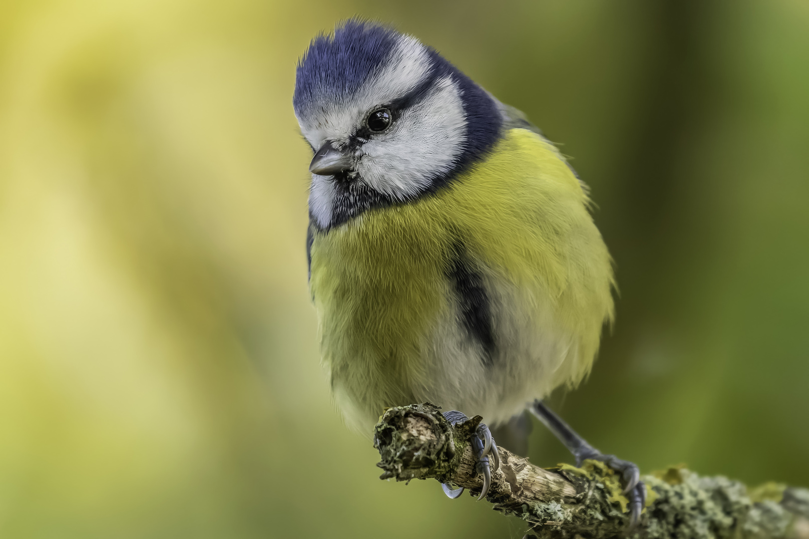 Blaumeise (Cyanistes caeruleus)