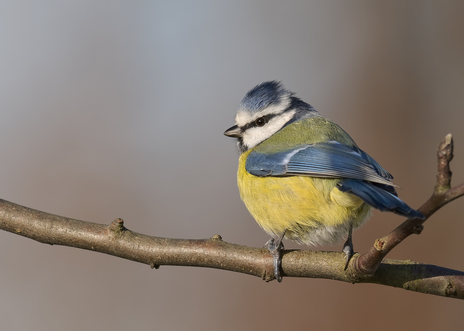 Blaumeise (Cyanistes caeruleus)