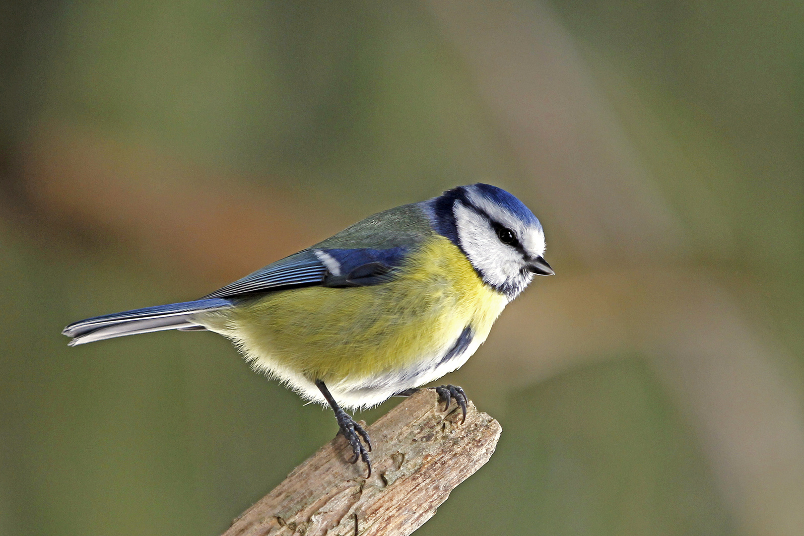 Blaumeise (Cyanistes caeruleus) 2