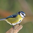 Blaumeise (Cyanistes caeruleus) 2