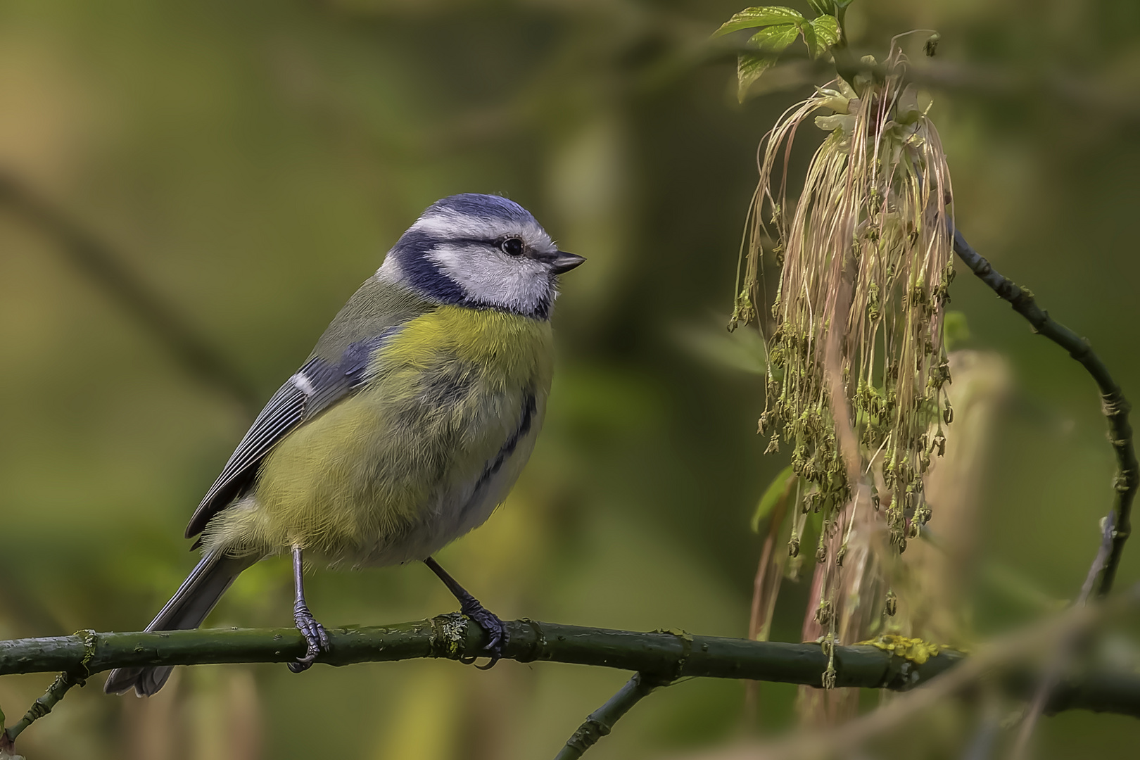 Blaumeise (Cyanistes caeruleus)