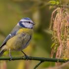 Blaumeise (Cyanistes caeruleus)