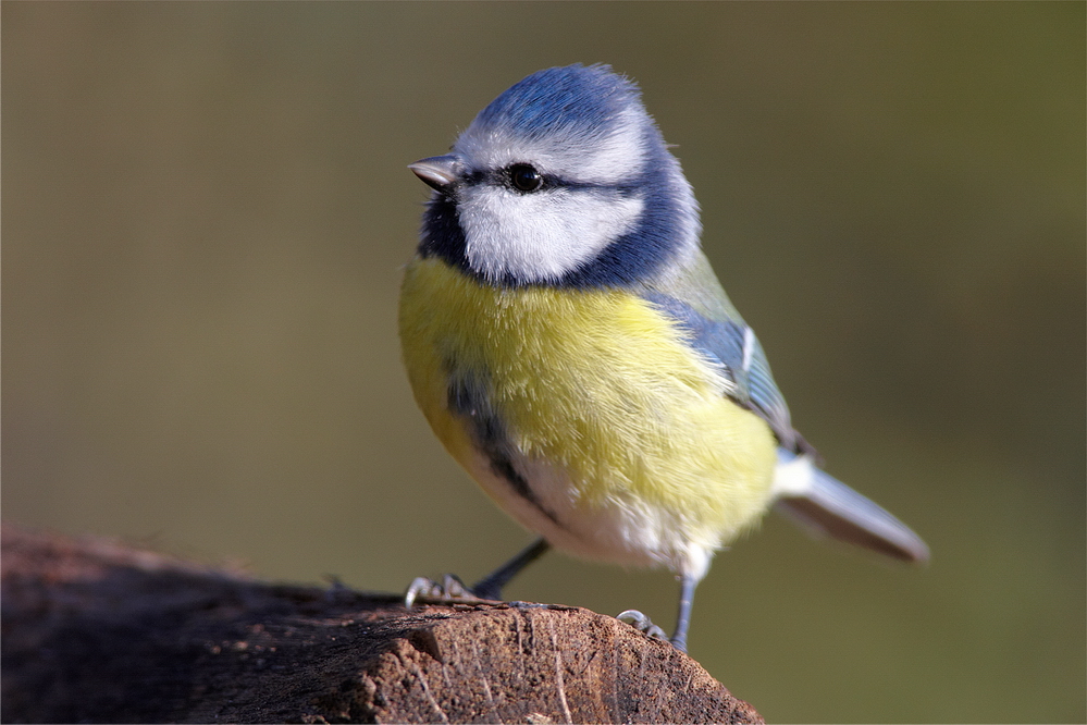 Blaumeise (Cyanistes caeruleus)