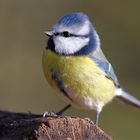 Blaumeise (Cyanistes caeruleus)