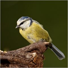 Blaumeise (Cyanistes caeruleus)