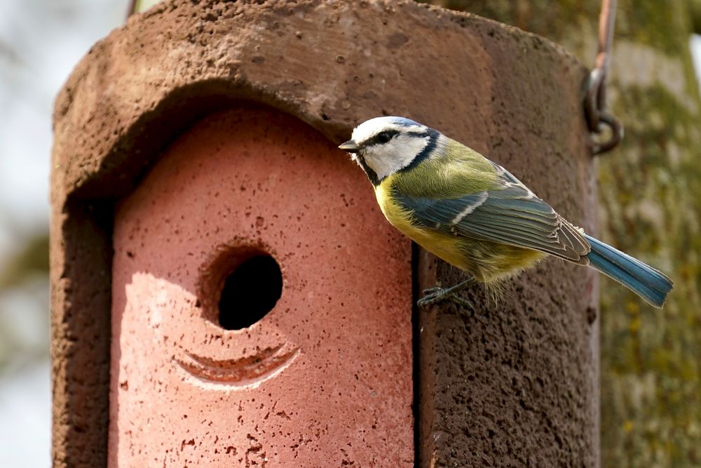 Blaumeise (Cyanistes caeruleus)