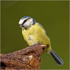 Blaumeise (Cyanistes caeruleus)